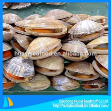supply frozen high quality surf clam in shell with low price